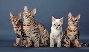 Bengal Cat Breed Information