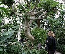 Image result for Ficus muelleriana