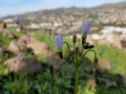 Downtown news award winning best flower shop in downtown los angeles. First Flowers Since One Of The Largest Fires In Los Angeles History The Woolsey Fire Of 2018 Album On Imgur