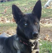 They can weigh up to 50 pounds (23 kg), though. This Is Aurora A Border Collie Husky Mix Rarepuppers