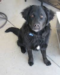 Lucy the golden mountain dog (golden retriever / berner mix) at 7 months old—she is loving, friendly and beautiful. Bernese Golden Mountain Dog Breed Information And Pictures