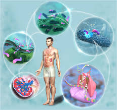 Kidney Targeting Smart Antibiotic Discovery: Multimechanism Pleuromutilins  for Pyelonephritis Therapy