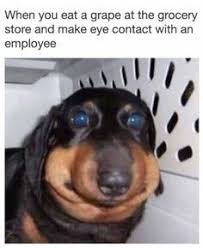 Image Image Funny Instagram Memes Funny Relatable Memes Funny Dog Memes