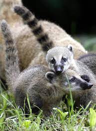Der nasenbär | die nasenbären. Tierkinder Nasenbaren In Schwindelerregender Hohe Geolino