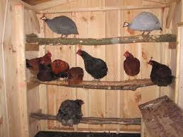 About Using Natural Roosts Ie Tree Branches Chicken Roost Chickens Backyard Coop