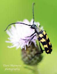 Black Beetle Stink Bug 