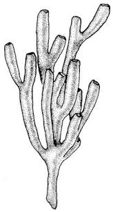 Image result for Vausagesia