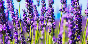 Lavender Fest - Vendor Deposit 2026