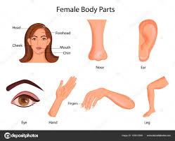 medical education chart of biology for female body parts