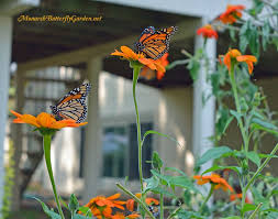 Another favorite is the scarlet bee balm (monarda didyma). Mexican Sunflower Nectar Flower Favorite For Monarchs Mexican Sunflower Butterfly Plants Monarch Butterfly Garden