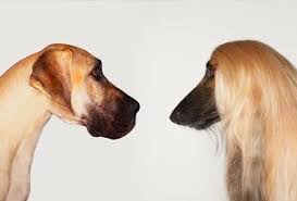 Long Hair Or Short Hair Dog Allergies Pet Allergies Dog Brain