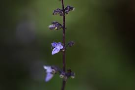 Image result for Isodon ramosissimus