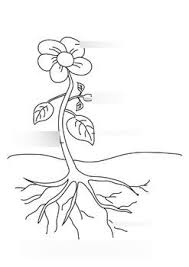 Plant Parts Diagram Quizlet You can sketch out an inaccurate, imaginary potted plant in seconds but if you want to. plant parts diagram quizlet