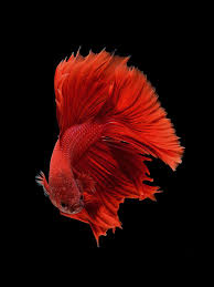 Pin By Bob Robinson On Betta Betta Fish Live Fish Wallpaper Betta