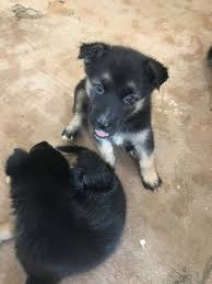 Adorable & healthy puppies for sale at very affordable prices. Litter Of 5 Gerberian Shepsky Mix Puppies For Sale In Miami Fl Adn 47684 On Puppyfinder Com G Shepherd Mix Puppies Husky Shepherd Mix Puppy Puppies For Sale