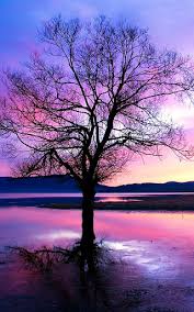 Use the diy theme to design your own mobile theme! Download Nature Live Wallpaper Free For Android Nature Live Wallpaper Apk Download Steprimo Com
