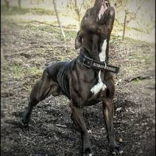 Check spelling or type a new query. Die 54 Besten Ideen Zu American Pitbull Terrier Wolle Kaufen Herdenschutzhunde American Pitbull