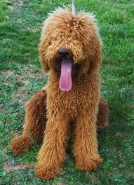 See sunshine acres goldendoodle puppies for sale where temperament, personality, and health are the foundation of our goldendoodle breeding program. Macintosh Irish Doodle Dad Irish Doodle Doodles Puppies