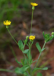 Image result for Emilia discifolia