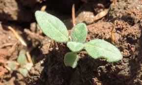 Image result for Glinus hirtus