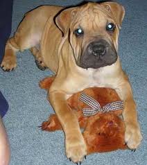 Boxpei Boxpeis Boxer X Chinese Shar Pei Chinese Shar Pei Cute Dogs Breeds Beautiful Dogs