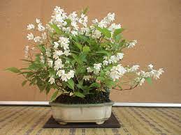 2008 新緑薫風18 姫空木 ヒメウツギ 盆草遊楽 ヒメウツギ ウツギ 薫風