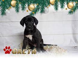 Great dane mastiff puppies ( large breed) sorry all gone. We Have These Three Beautiful Great Danes Doodles Llc Facebook