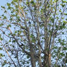 Image result for Sterculia africana