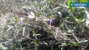 Mavi Hindiba Kara Hindiba Bitkisi Otunun Yapraklari Cayinin Faydalari Hi Kara Hindiba Otlar Yaprak