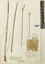 Image result for Elionurus tripsacoides