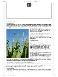 Why Do They Do That? – Detasseling Corn | Iowa Agriculture Literacy