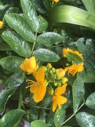 Image result for Senna occidentalis