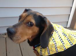 Adopt Daisy On Petfinder Animal Rescue Animals Pet Adoption