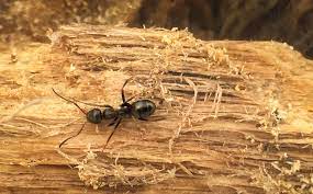 They don't do much damage unless it's to our pantries professional residential pest control services are absolutely necessary to completely rid your home of carpenter ants. How To Get Rid Of Carpenter Ants Best Ways To Kill Carpenter Ants