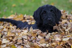 What to do with raked leaves in the fall? The Best Ways To Use Fall Leaves In The Garden The Old Farmer S Almanac