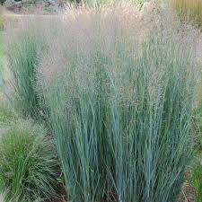 Image result for Panicum repentellum