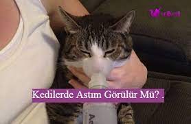 kedilerde de insanlarda oldugu gibi astim gorulmektedir astim solunum yollari sorunlari arasinda bulunmaktadir solunum yollari daralan bir k kedi oya simsek
