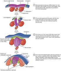 Перевод слова notochord, американское и британское произношение. Neurulation Wikipedia