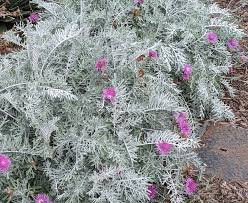 Image result for Centaurea praecox