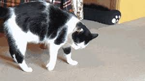 Cats Are Crazy Gifs Get The Best Gif On Giphy