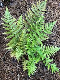 Fire dance red hot poker. Dryopteris Erythrosora Autumn Fern Japanese Shield Fern Shaggy Shield Fern North Carolina Extension Gardener Plant Toolbox