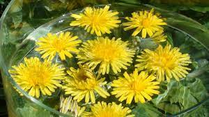 This Is My Crystal Bowl Of Dandelion Flower Heads For Making Dandelion Flower Essence The Soul Needing Dandelion Esse Flower Essences Dandelion Flower Flowers