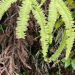 Image result for Sticherus flagellaris