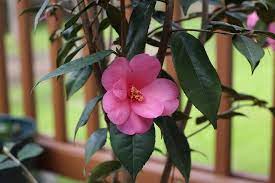 Camellia Japonica Camellia Common Camellia Japanese Camellia Peony Camellia Thea Japonica North Carolina Extension Gardener Plant Toolbox