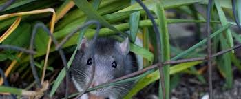 Maybe you would like to learn more about one of these? How To Get Rid Of Rats Without Killing Them