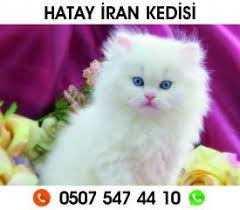 Kedi Hatay Fiyatlari Ikinci El Sifir Kiralik Ilanlar