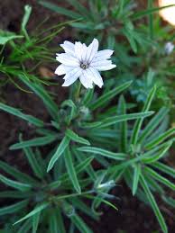 Image result for Monsonia angustifolia