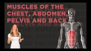 Labeling muscles (chest and abdomen). Muscles Of The Chest Abdomen Pelvis And Back Youtube