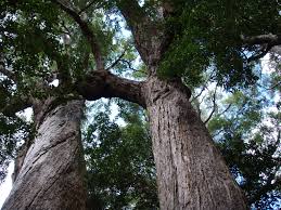 Image result for Syncarpia