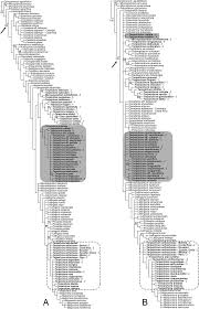 Image result for Melpomene flabelliformis